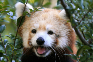 red-panda-is-so-happy-omg